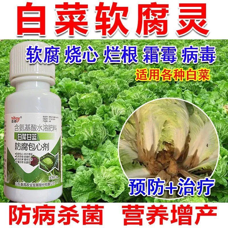 白菜包心剂防腐防烂增产叶面肥植物调节剂促进包心增厚叶片