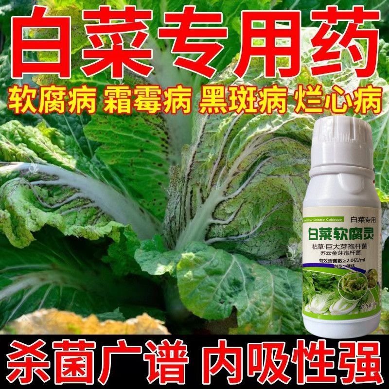 大白菜猛长肥料白菜专用全治黄叶软腐病叶面肥