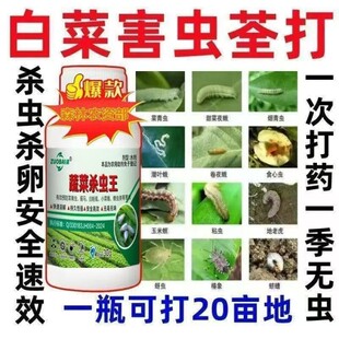 蔬菜地下害虫速杀蛴螬地老虎蚜虫菜青虫红蜘蛛防护助剂