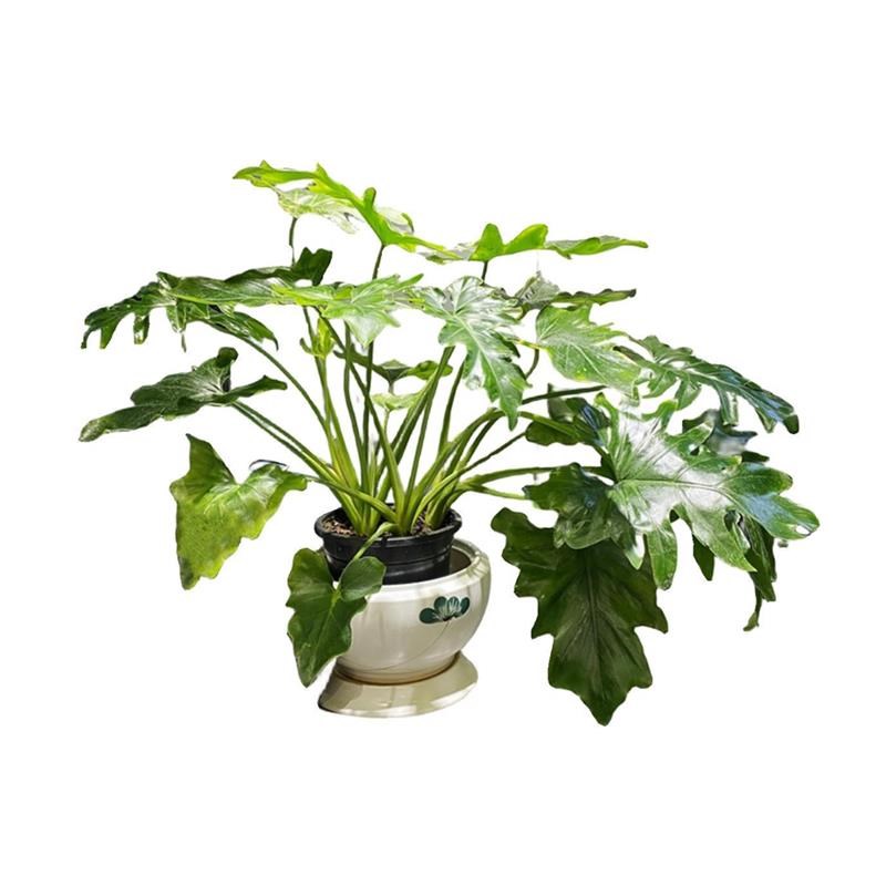 不需要阳光的花龙鳞m春羽室内绿植办公室水培植物耐阴吸甲醛观叶