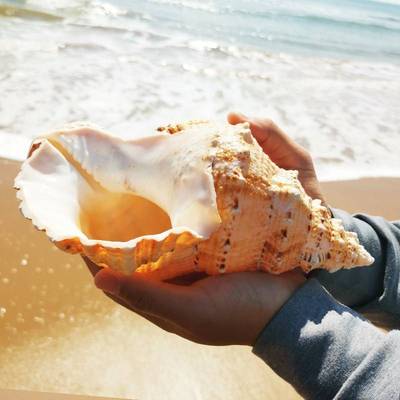 。天然真海螺贝壳摆件工艺品鱼缸造景海的声音特大号角可吹玩具深