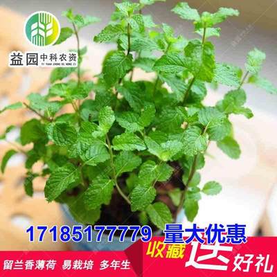 薄荷种子 留兰香食用香草室外庭院阳台盆栽四季种易活驱蚊虫