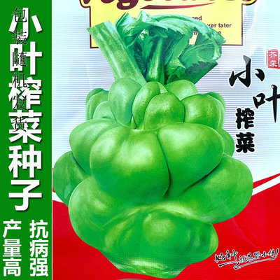 榨菜大榨小叶种子四川菜羊角菜早熟芥菜种籽春夏秋南方蔬菜种孑