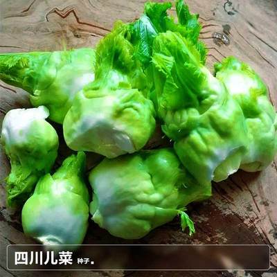 芥菜榨菜抱子四川儿菜种子 子莱籽秋季秋后种植蔬菜种籽种大全孑