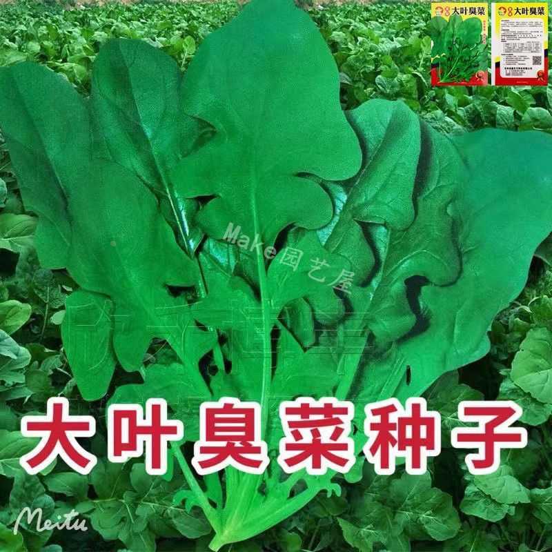 大叶臭菜种子东北芝阳台臭野菜蔬菜种子盆栽春秋季菜园菜籽麻菜籽