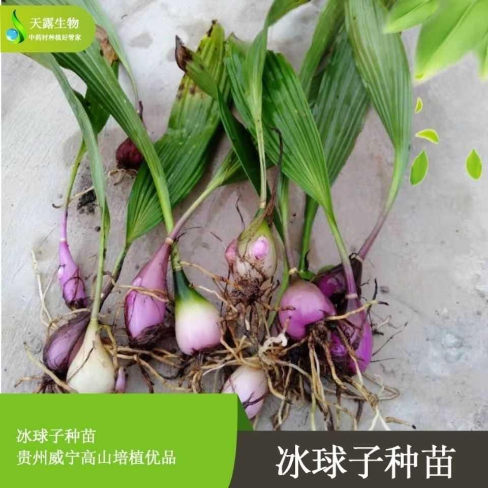 正宗冰球子种苗独角白芨独蒜兰苗山茨菇新鲜现挖泥冰子红白芨苗