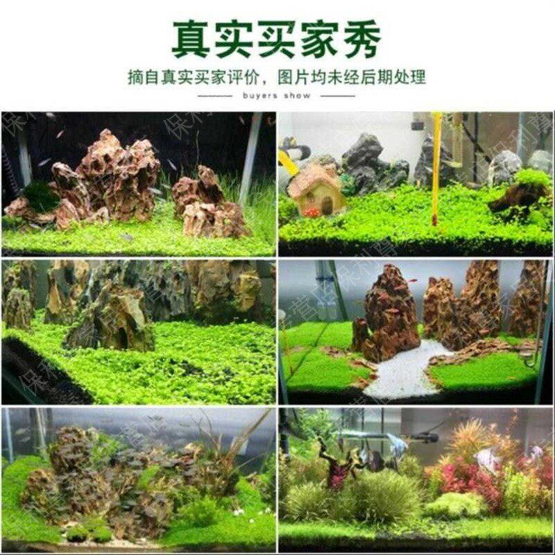 浅水鱼缸生态水草造景材料套装培养水质新鲜清洁牛毛草混装水族馆|ruв категории животное/Животное питание и принадлежностей, аквариум мира, аквариум аквариум оборудования и т.д., тростник - от Buy2taobao.com для оказания профессиональной услуги покупки агента Taobao