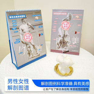 男性女性生殖系统解剖图谱妇科男科医患沟通医疗机构讲解培训台历