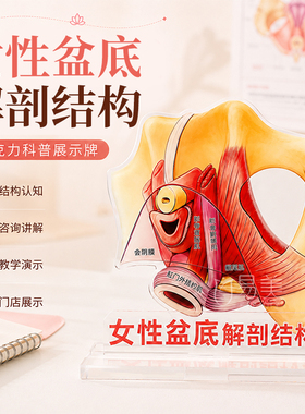 女性盆底解剖结构亚克力展示牌盆底肌科普图产康护理教学咨询教具