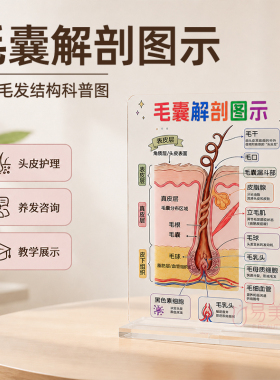 毛囊解剖图示头皮毛发结构科普图养发馆植发美容院咨询讲解展示牌