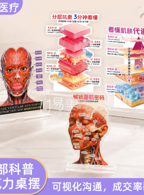 面部科普亚克力桌摆美容院展示牌皮肤分层抗衰老肌肤专业教育工具