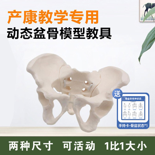 女性骨盆动态模型教学示范教具