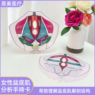 女性盆底肌分析手持卡盆底肌解剖结构工具医学康复专业辅助教具