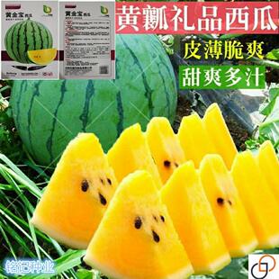 黄金宝西瓜种子早熟黄心薄皮超甜高产盆栽黄瓤型花皮农田西瓜种子