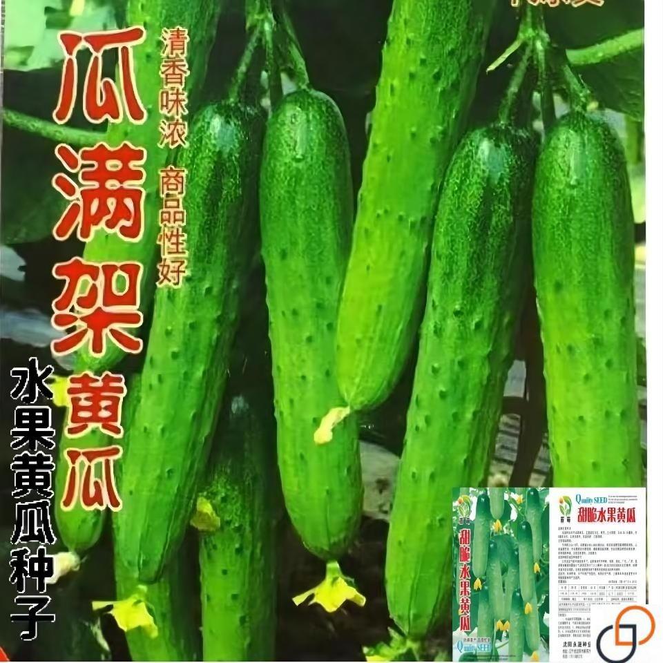 瓜满架黄瓜种籽水果黄瓜本地甜黄瓜四季播早熟高产耐热蔬菜种孑子