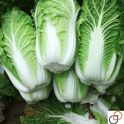 白菜种子冬储35斤大白菜籽种北方秋播越冬耐寒耐储藏包心白菜孑种