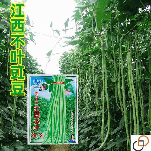 摘不败江西小五叶吉品小叶豇豆种子早熟高产农家非转基因长豆角