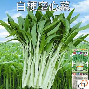 白梗空心菜种子小柳叶空心菜籽白根白骨四季播蔬菜种子阳台盆栽孑