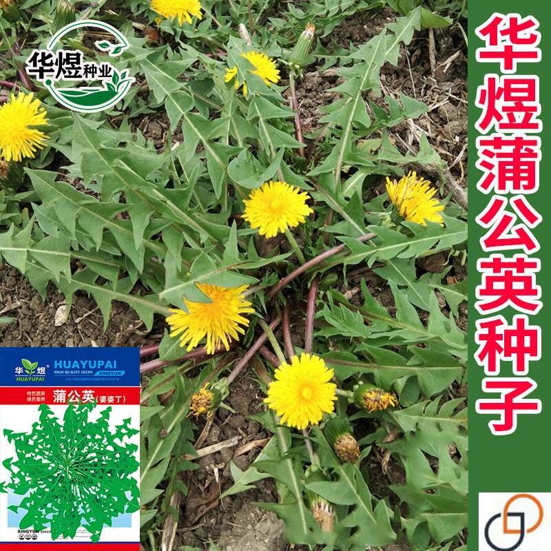野生蒲公英种子食用婆婆丁黄花地丁种籽孑易活四季播种特色蔬菜种