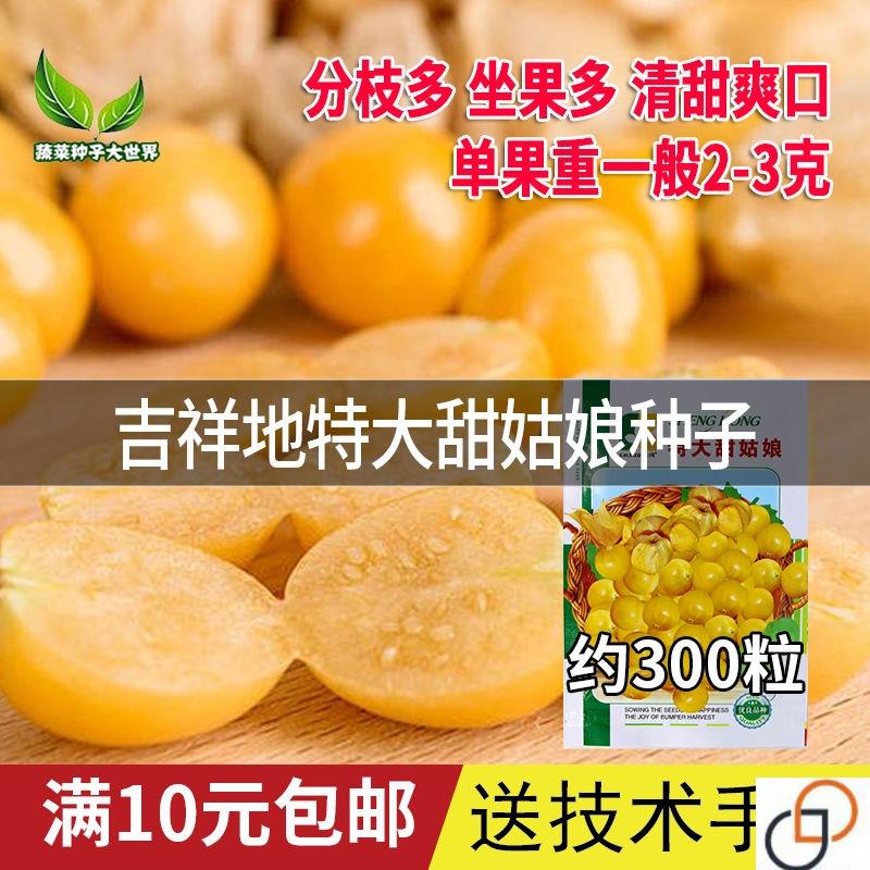 吉祥地特大甜姑娘种子 香甜可口姑娘果种籽 坐果多水果蔬菜孑