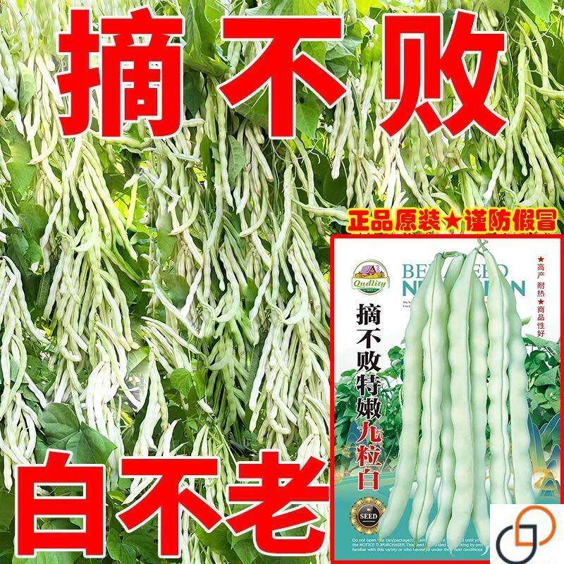 摘不败九粒白芸豆种种子高产早熟豆角菜籽四季种植豇豆子蔬菜种子