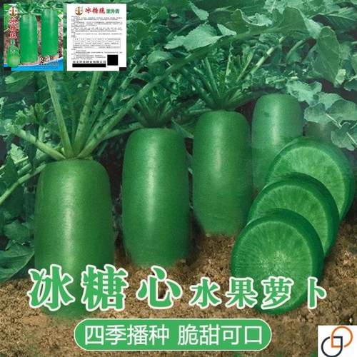 冰糖水果萝卜种子生吃脆甜农家蔬菜种孑四季播种耐热绿萝卜种籽子