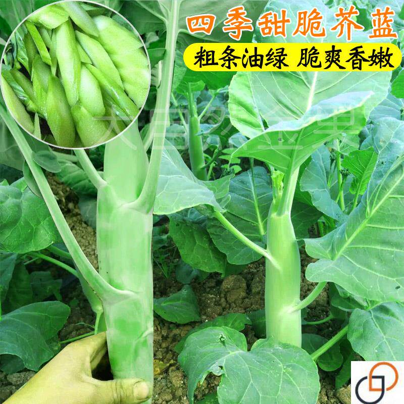 大笋芥兰菜种子广东芥蓝种籽甜脆粗菜心种春秋季蔬菜种孑庭院四季