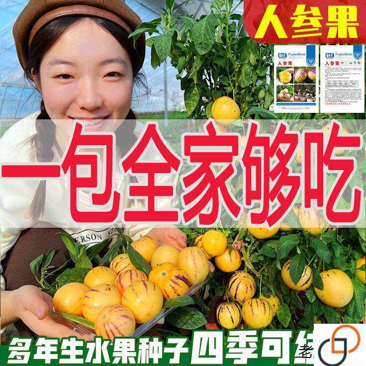 人参果种子种籽圆果人生果树种早熟南方北方四季食用水果蔬菜种子