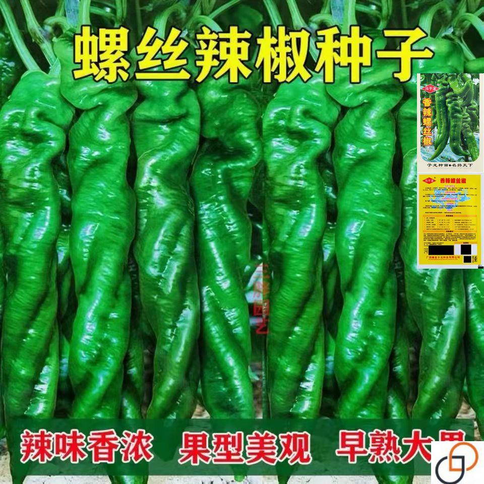 香辣金品螺丝辣椒种子春秋四季高产抗病辣椒蔬菜种子蔬菜种子大全
