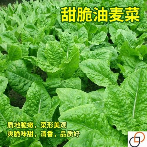 油麦菜种子四季香甜脆无四季播种盆栽庭院种植阳台蔬菜种子