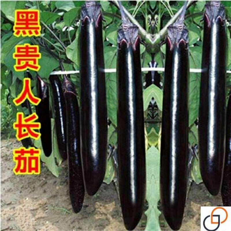 墨亮长茄子种子早春茄子种子日本黑贵人露天大棚蔬菜籽盆栽黑茄