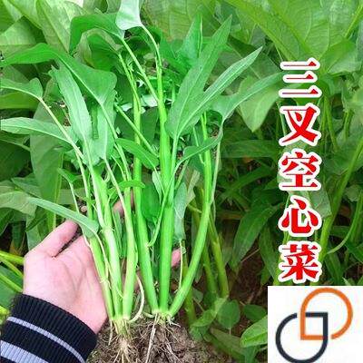 三叉空心菜种子大叶三丫蕹菜春夏秋冬四季阳台盆栽青菜蔬菜籽包邮