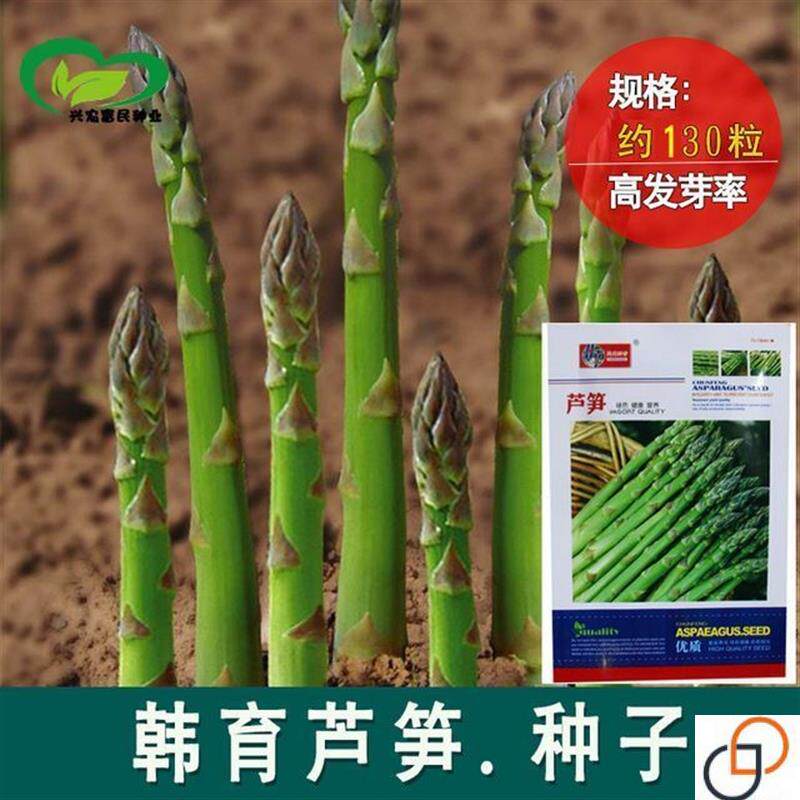 芦笋种子四季播种进口紫芦笋绿芦笋种子菜园阳台盆栽营养蔬菜种子