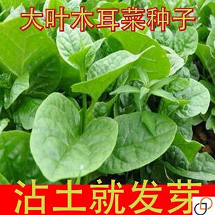 大叶木耳菜种子高钙肉厚耐高温四季室外阳台盆栽拆包试种蔬菜种籽