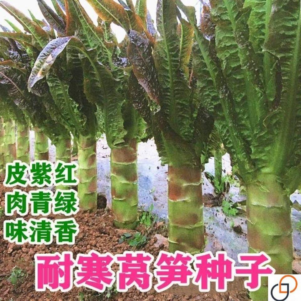 四季白尖叶莴笋种子红尖叶莴笋莴苣高产耐热耐寒籽春秋季蔬菜种籽