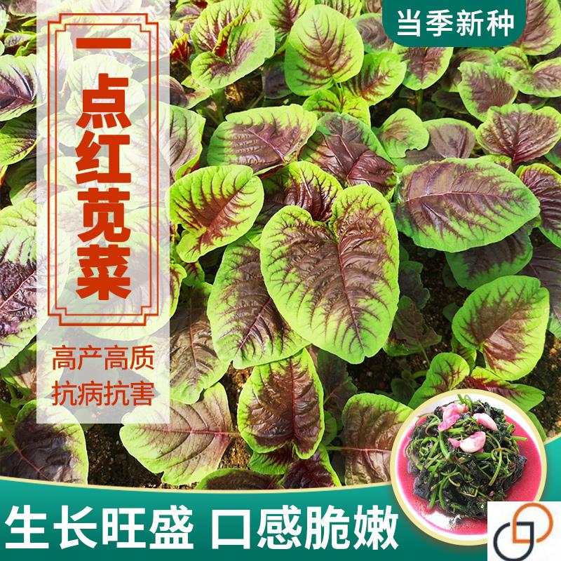 红苋菜种籽孑子野菜长寿菜圆叶汉菜种子柳叶青红苋蔬菜种孑籽子