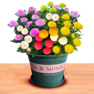乒乓菊种籽盆栽大菊花种子重瓣 翠菊雏菊四季播 开花不断花种籽子
