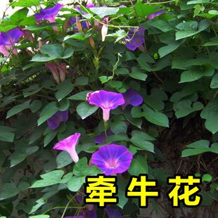 牵牛花种子 阳台盆栽爬藤花卉垂吊大花植物花籽四季易活 喇叭花