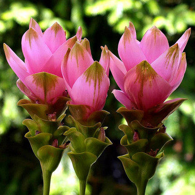 进口姜荷花种球多年生种根当年开花荷兰风信子郁金香小苍兰