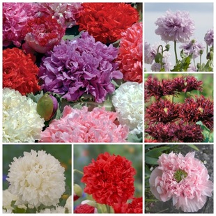 进口重瓣虞美人种子 磨砂鲑鱼黑牡丹多色可选 多年生切花盆栽型