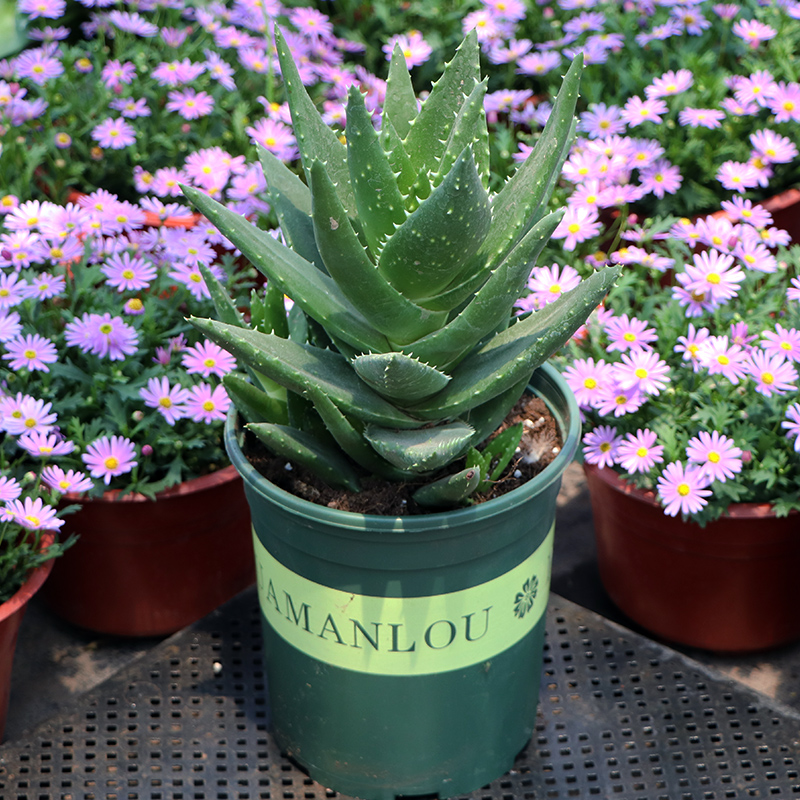 耐旱植物!芦荟盆栽室内新房装修吸甲醛净化空气绿植耐阴好养多肉