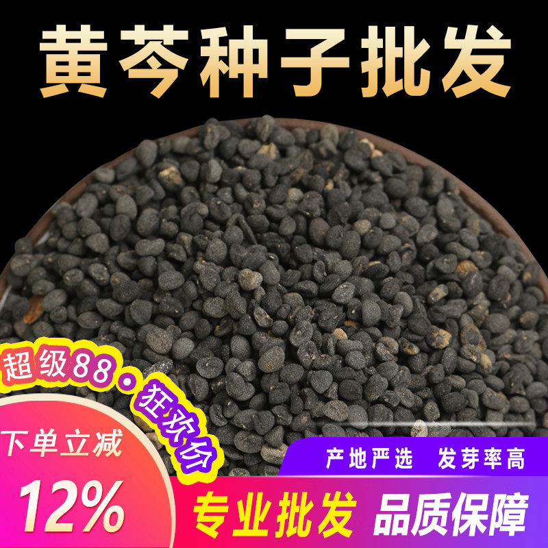 散装黄芩种子新黄芩茶种籽苗抗旱中药材另有苦参柴胡远志甘草种孑图片