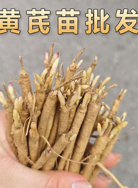 黄芪种植苗黄芪苗中药材名贵药材种植苗大全黄精党参甘草黄芩当归