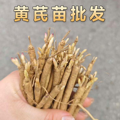 黄芪种植苗黄芪苗中药材名贵药材种植苗大全黄精党参甘草黄芩当归