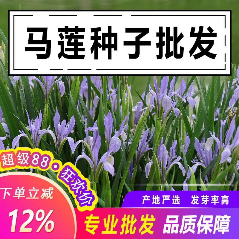 马莲种子新采优质马连马兰花马蔺马兰草蝴蝶兰种子耐寒耐盐碱