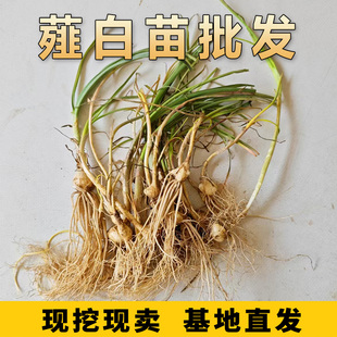 薤白苗中药材薤白石蒜种植苗石蒜小野蒜新鲜带根带须食用腌咸菜