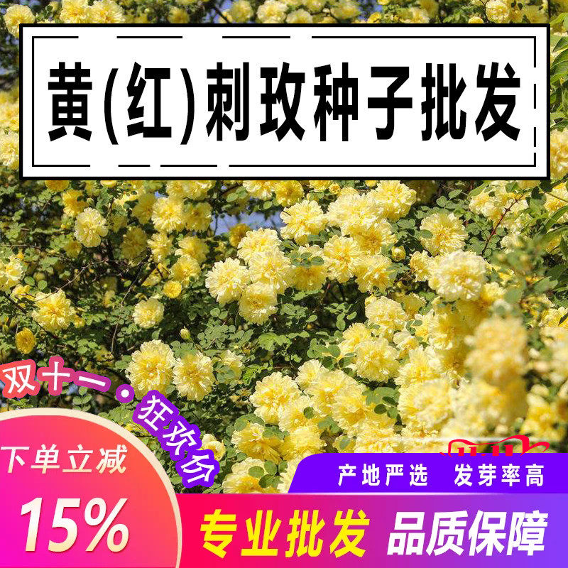 一斤黄刺玫种子 红刺玫种子 刺玫花 硬皮刺 黄刺玫 玫瑰种子蔷薇