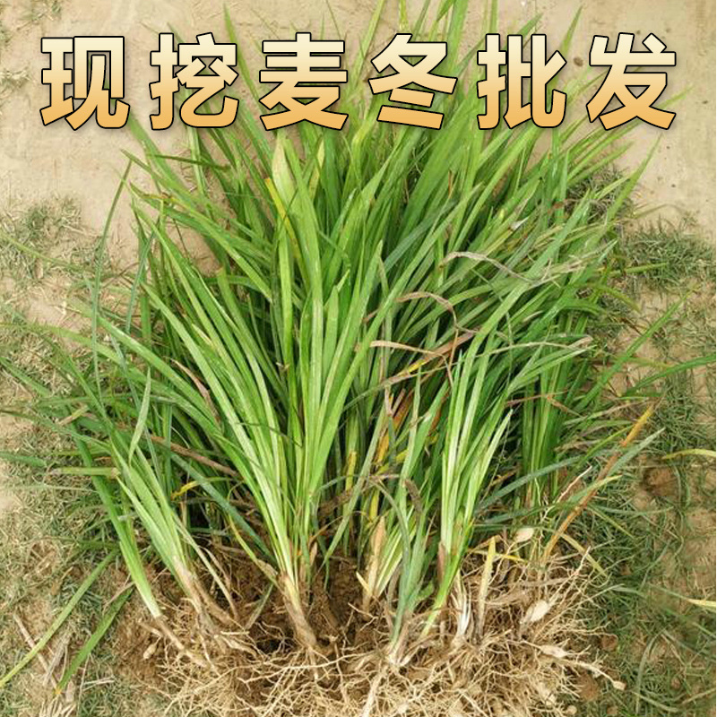 种植苗麦冬苗夏季开花图片