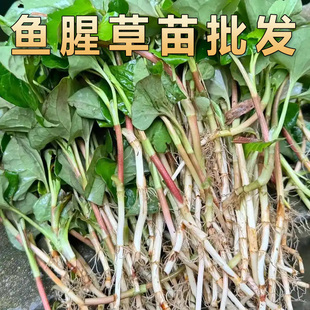 鱼腥草种苗盆栽折耳根苗阳台四季种植苗凉拌菜中草药苗农家特色菜