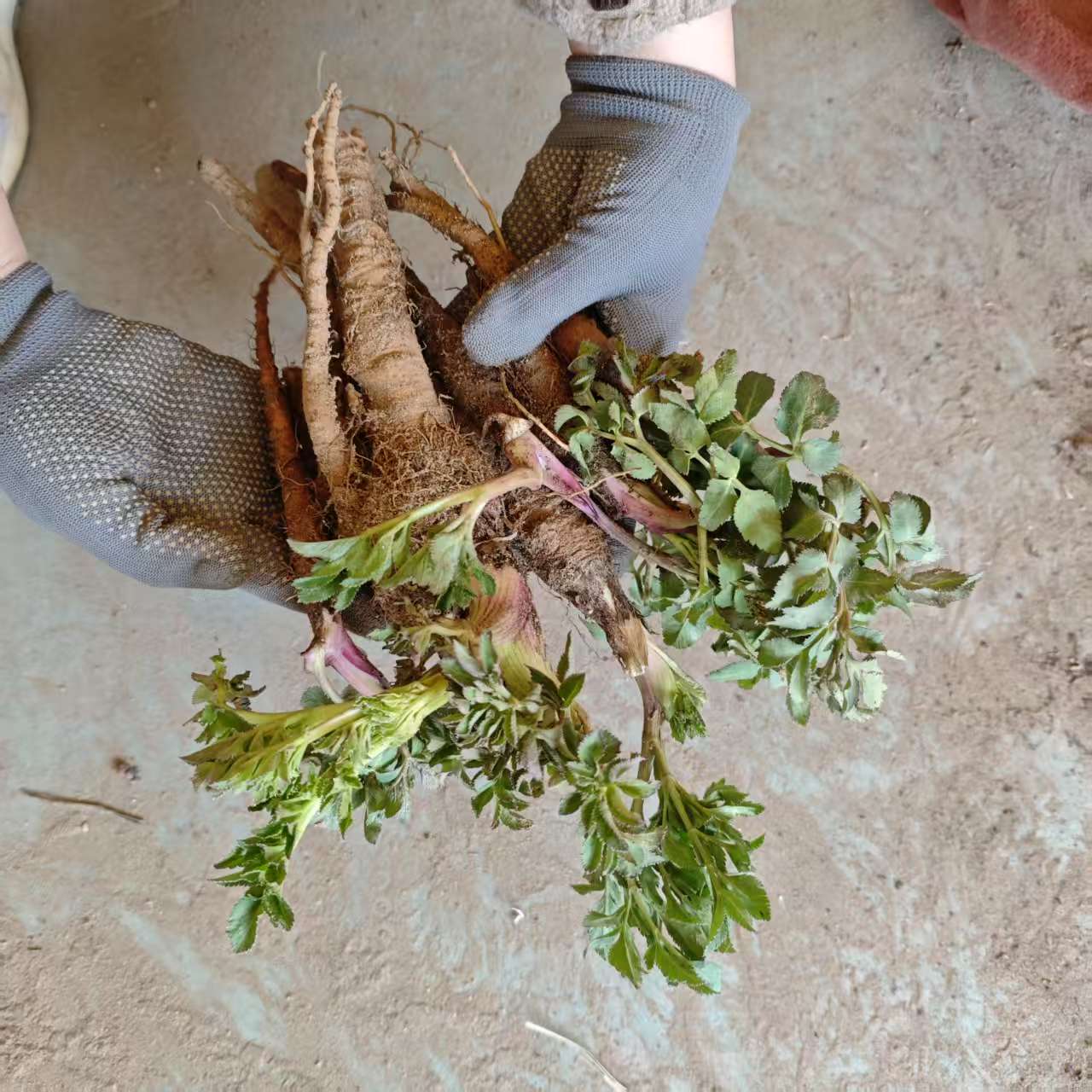 白芷苗新鲜白芷中药材种子种苗白芷香料可大规模种植炖肉食用